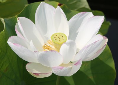 Lotus - New York Botanical Gardens