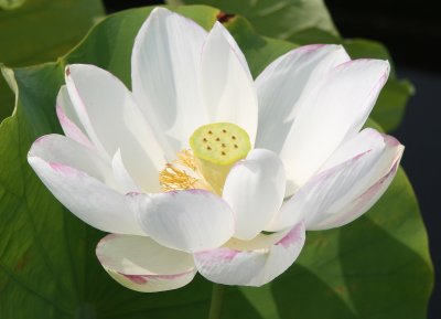 Lotus - Lily Pond Area