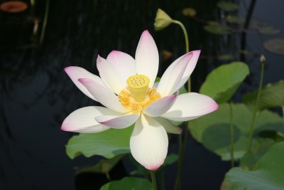 Lotus - Lily Pond Area