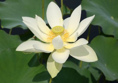 Lotus - Lily Pond Area