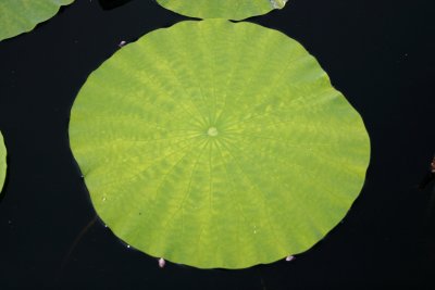 Lotus - Lily Pond Area