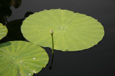 Lotus - Lily Pond Area