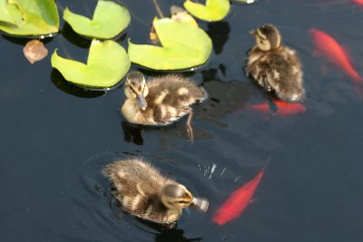 Ducks - Lily Pond Area