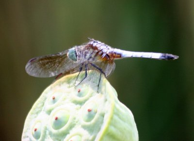 Dragon Fly on a Lotus Seed Pod - Lily Pond Area