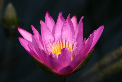 Water Lily - Lily Pond Area