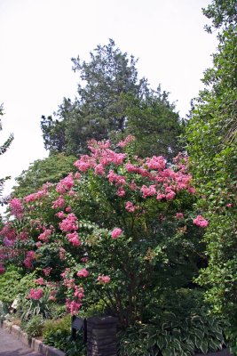 Crepe Myrtle Blossoms - Conservatory Gardens