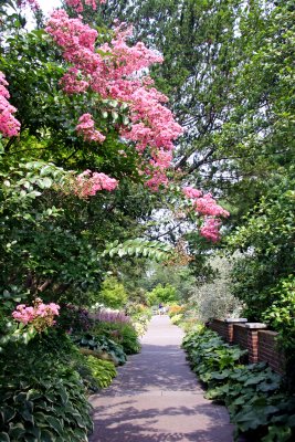 Crepe Myrtle Blossoms - Conservatory Gardens