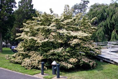 Dogwood Tree in Bloom - Conservatory Gardens