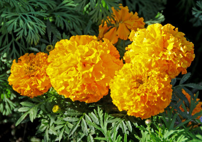 Marigold Blossoms