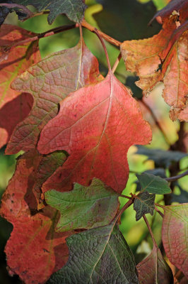Oak Leaf Hydrangea Foliage