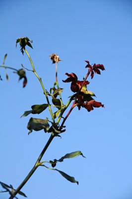 Don Juan Rose Foliage