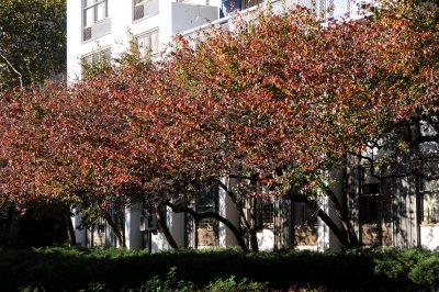 Hawthorne Tree Fall Foliage