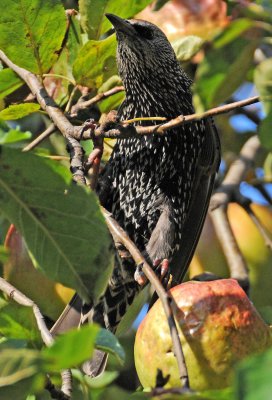 Starling