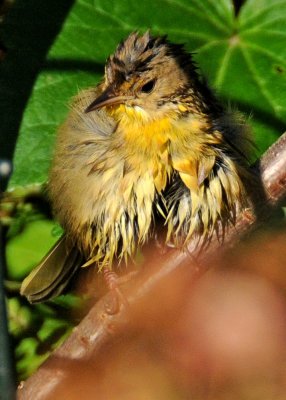 Common Yellowthroat Warbler - Geothlypis trichas