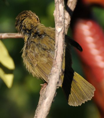 Common Yellowthroat Warbler - Geothlypis trichas