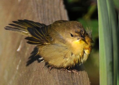 Common Yellowthroat Warbler - LaGuardia Place Corner Gardens