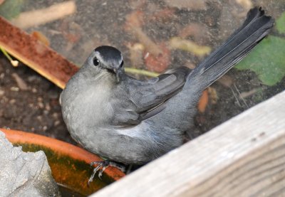 Gray Catbird - LaGuardia Place Corner Gardens