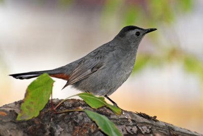 Gray Catbird - Dumetella carolinensis