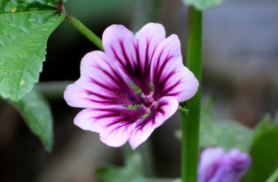 Malva Sylvestra Zebrina Blossom