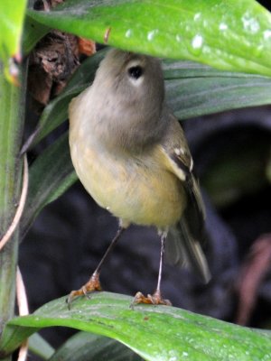 Ruby Crowned Kinglet on a Lily Leaf