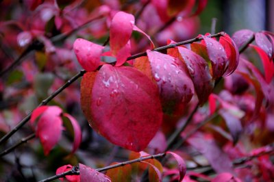 Morning Rain