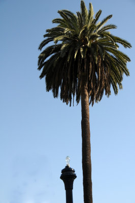 Palm Tree & Lantern - Pantoja Park