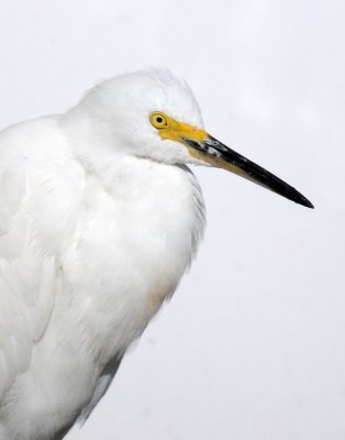 Snowy Egret - Harbor