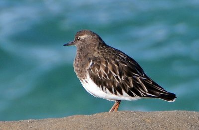 La Jolla Cove