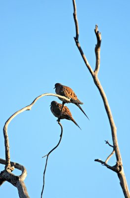 Birds - Balboa Park