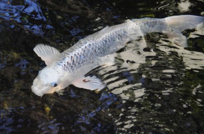 Self-Realization Fellowship Garden