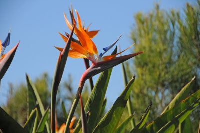 Self-Realization Fellowship Garden