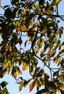 Dogwood Foliage