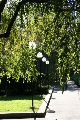 Under Some Cherry Trees with Four Moon Lights