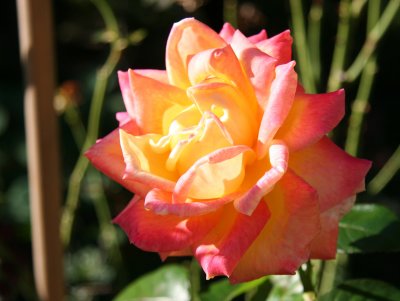 Love & Peace Rose