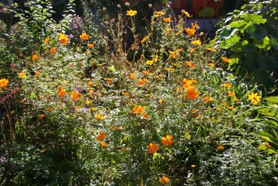 Cosmos Asters