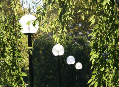 Four Moon Lights with Cherry Tree Foliage Curtains
