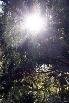 Sun Shining through Willow Tree Branches
