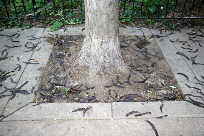 Locust Tree Base