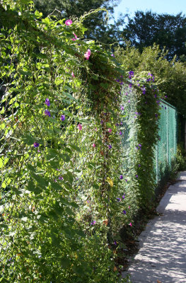 Morning Glories - West Fence