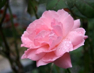 Rain Drops on a Pink Rose