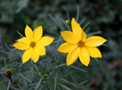 Coreopsis Aster