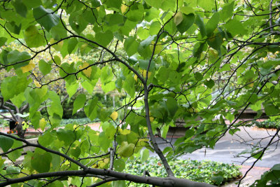 Cercis Tree Foliage
