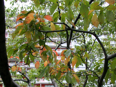 Dogwood Tree Foliage