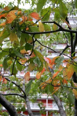 Dogwood Tree Foliage