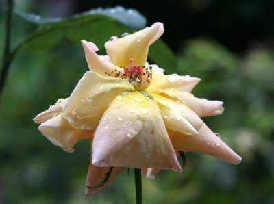 Rain on Rose Petals