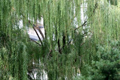 Willow Tree