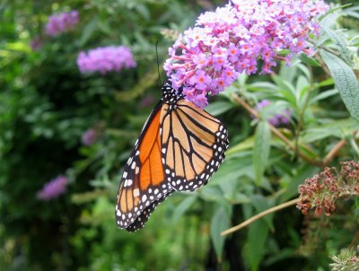 Monarch Butterfly on a Butterfly Bush Blossom