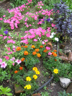 Petunias & Marigolds