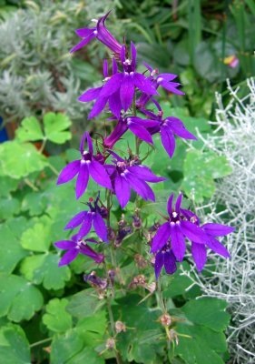 Salvia