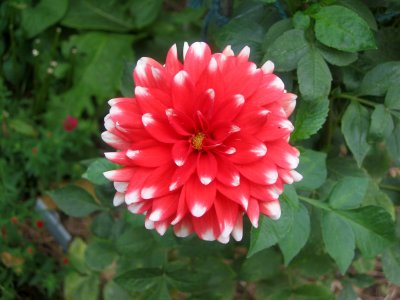 Red Dahlia